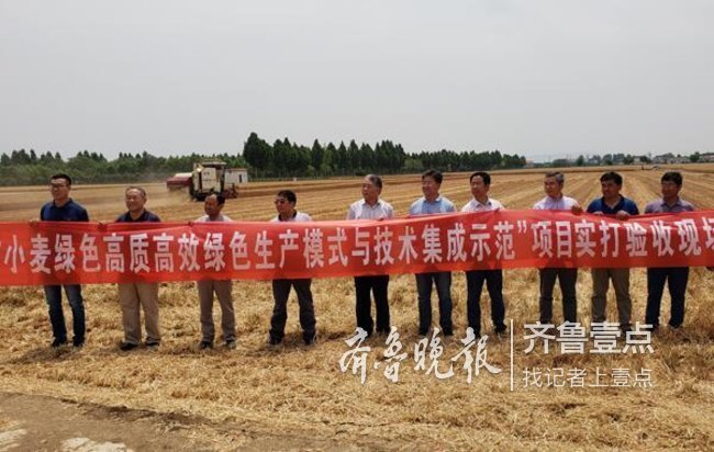 刷新最高记录!泰安一冬小麦高产攻关田亩产828.7公斤