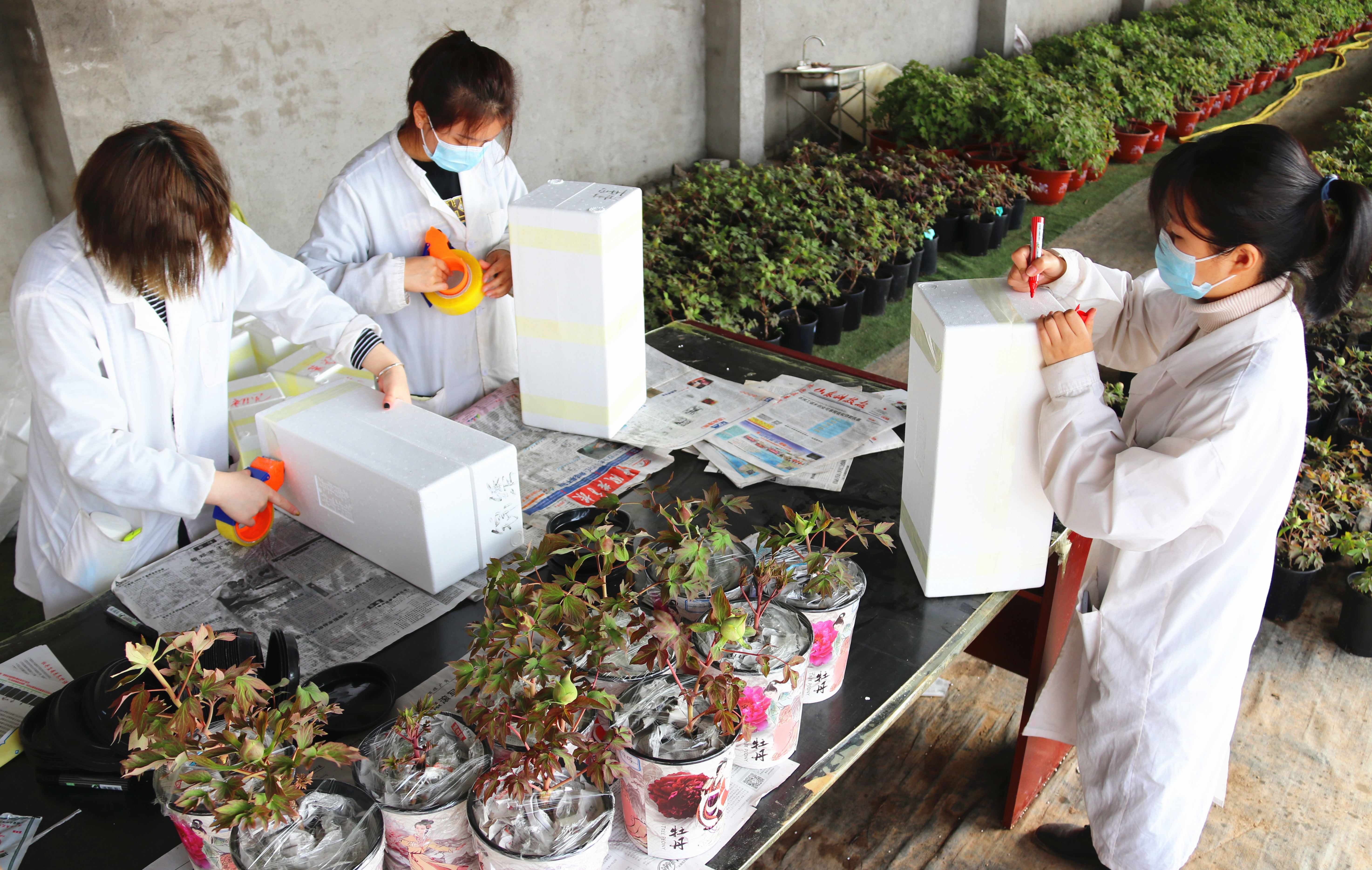 办公室里赏牡丹，可行吗？看山东特色农产品如何逆境突围