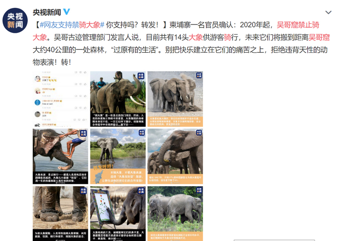 柬埔寨一名官员确认2020年起吴哥窟禁止骑大象，获网友支持