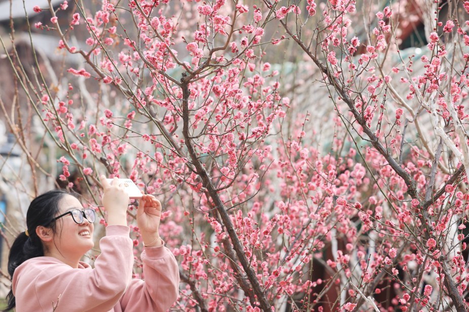 红叶谷：蝶舞“蜂景”梅花间 花香盈谷醉游人