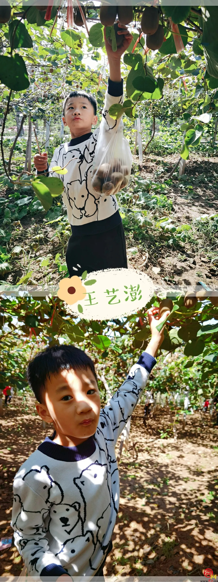 山师附小2018级6班猕猴桃采摘研学活动纪实（稿件有视频，麻烦编辑同事将视频置于链接处）