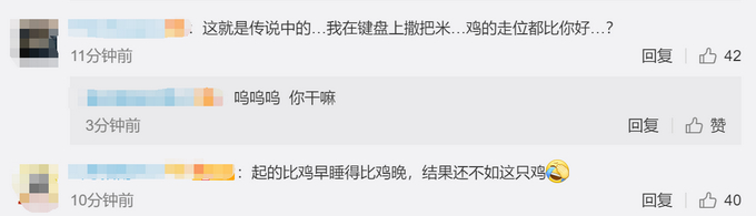 厉害了！大学老师训练公鸡弹琴：会弹《童话》和《我和我的祖国》