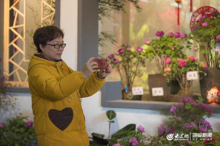 声色山东丨今年冬天来济南看“花王” 20多种牡丹首次集中亮相