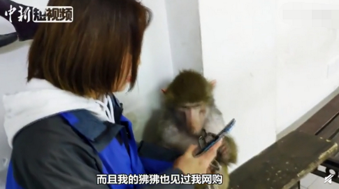 心疼又好笑！饲养员的双11购物车被狒狒提前清空，所有优惠泡汤