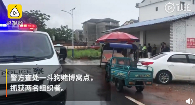 江西一斗狗赌博窝点被端，两狗撕咬遍体鳞伤，门票50元上百人围观