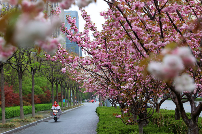 春雨蒙蒙润泉城