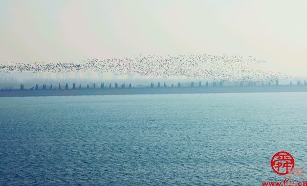 描绘黄河生态新画卷① ｜ 滔滔黄河水 润泽一座城