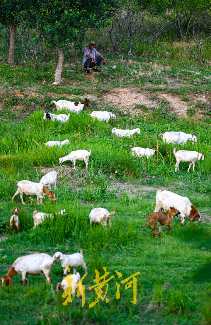 玉符河：上游放水中游渗透地下 下游放牧如草原风情