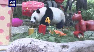 “小不点”长成“大块头”！大熊猫“国庆”迎来4岁生日