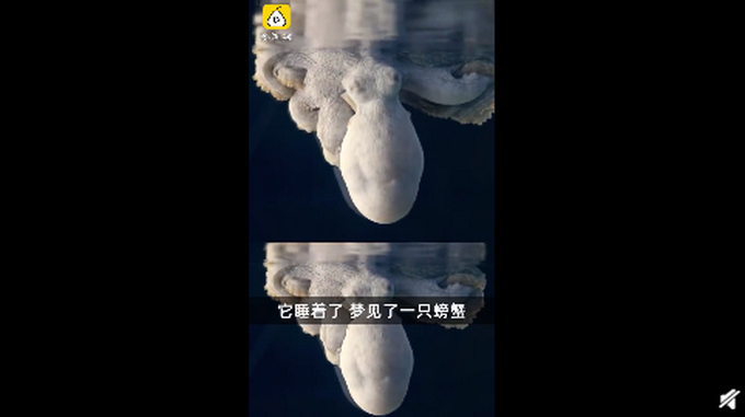 章鱼一边做梦一边变色！美科学家拍到罕见画面：或梦见自己吃螃蟹