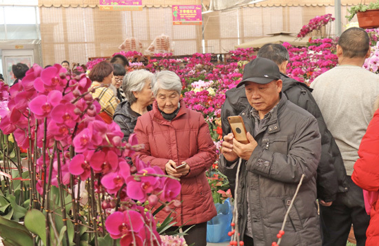 家有“枯桃”一盆花！岛城花卉市场开启“春节模式”