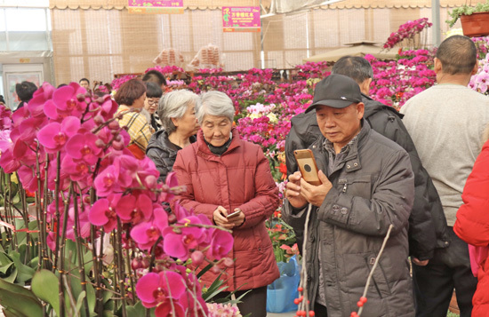 家有“枯桃”一盆花！岛城花卉市场开启“春节模式”