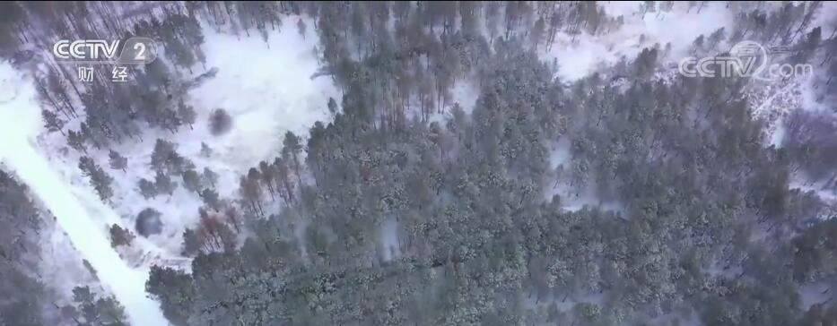 雪后林海壮美如画 河北塞罕坝银装素裹美不胜收
