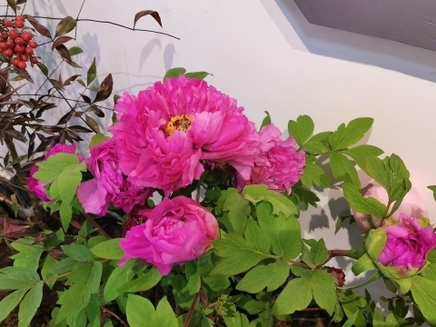 新年至 牡丹开！国花牡丹首次惊艳冬日济南