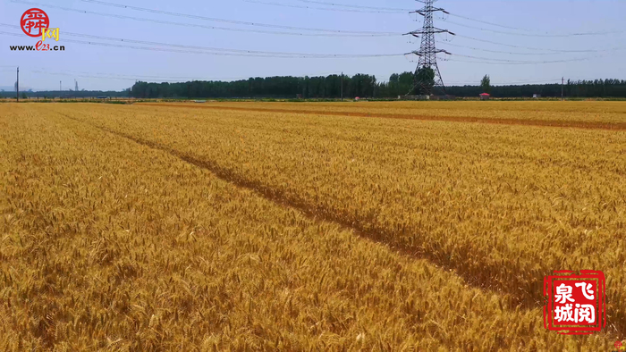 【飞“阅”泉城】金色麦浪喜迎大丰收