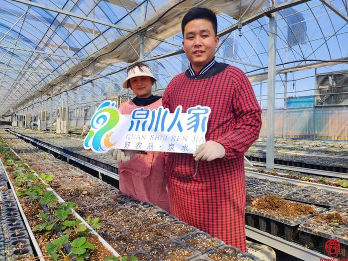 历城草莓又厉害了！济南泉心正培育开“芯”局的种苗