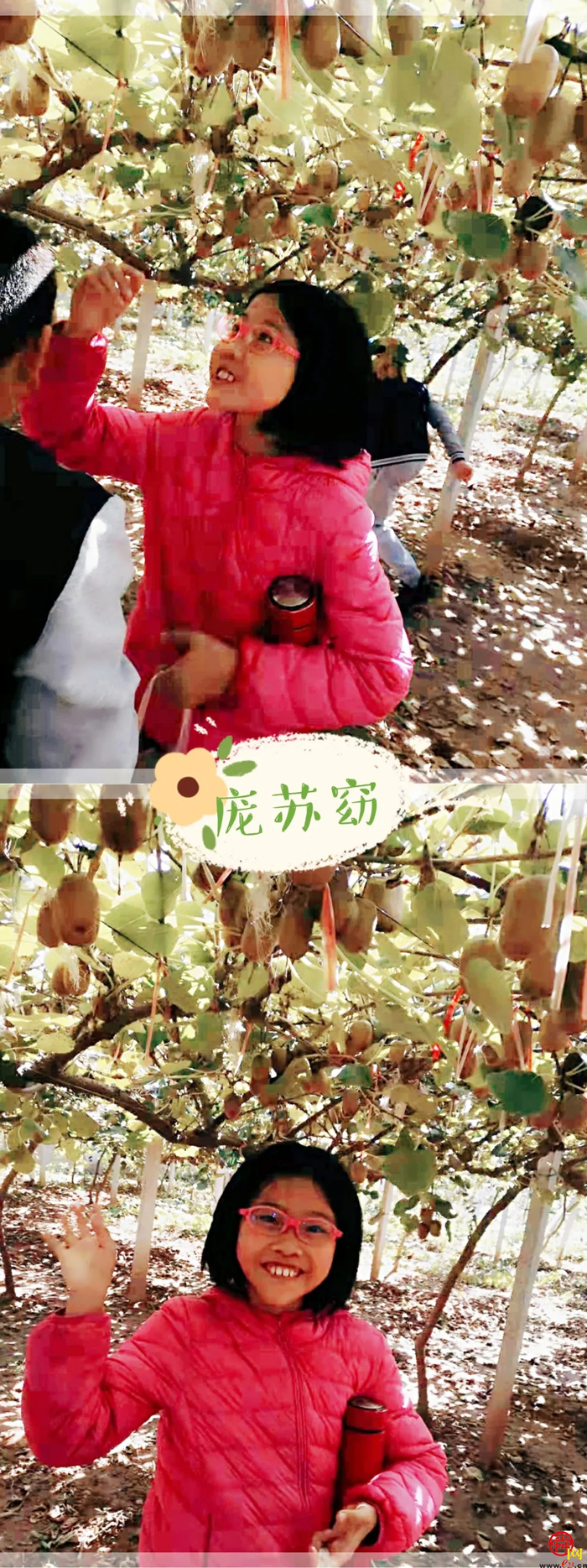 山师附小2018级6班猕猴桃采摘研学活动纪实（稿件有视频，麻烦编辑同事将视频置于链接处）