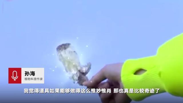 【极限挑战节目组致歉】刘宇宁疑采摘雪莲遭痛批,道歉回应是道具却被专家打脸