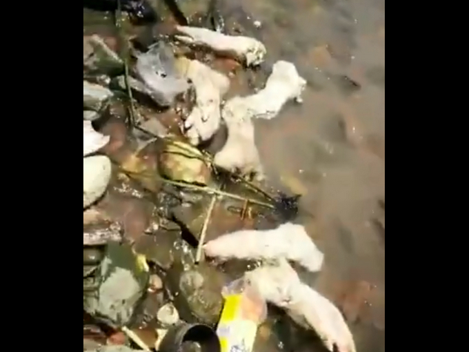 东莞海滩出现大量猪蹄目测过万，警方已介入！网友：不明来源真的好吓人