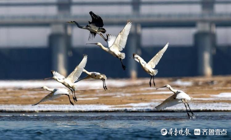 数百只珍稀东方白鹳和琵鹭“做客”郯城沂河