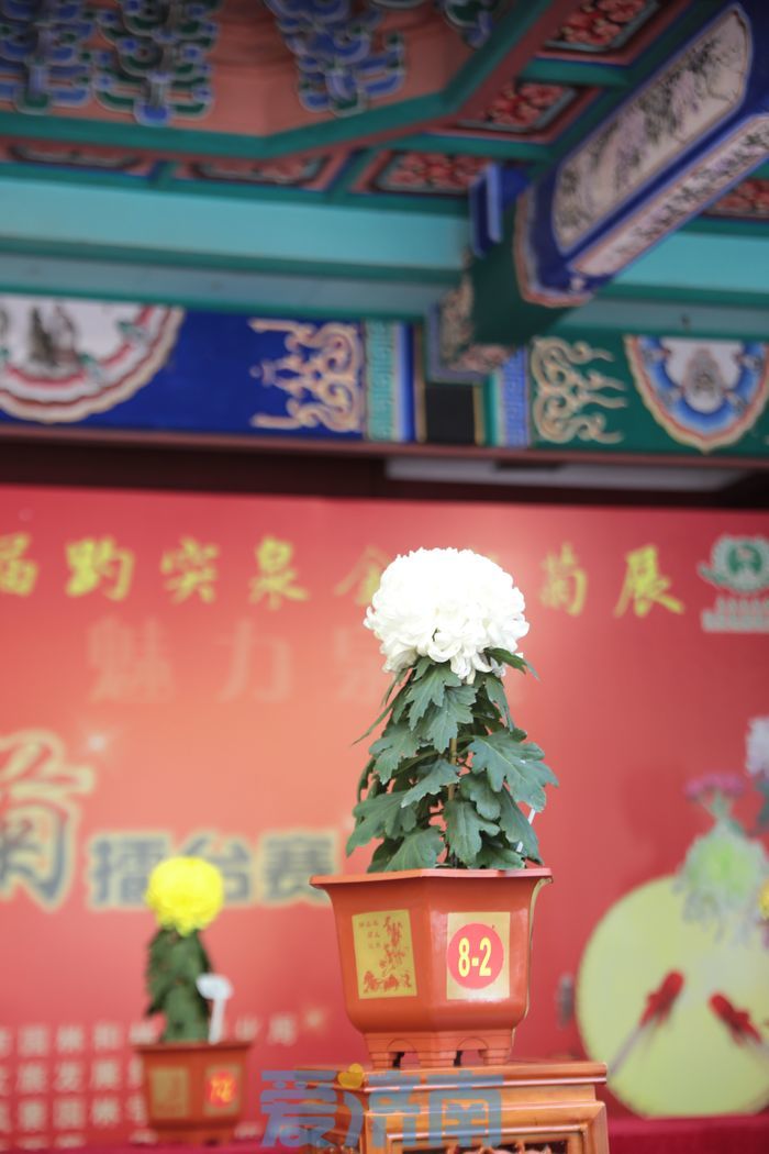 第44届趵突泉金秋菊展开幕 “国华乡丰”获新一届“菊王”称号