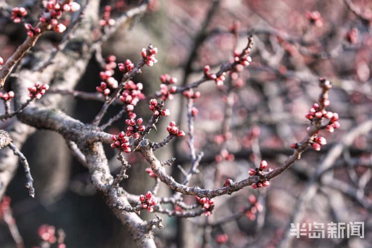 杏花早春第一枝