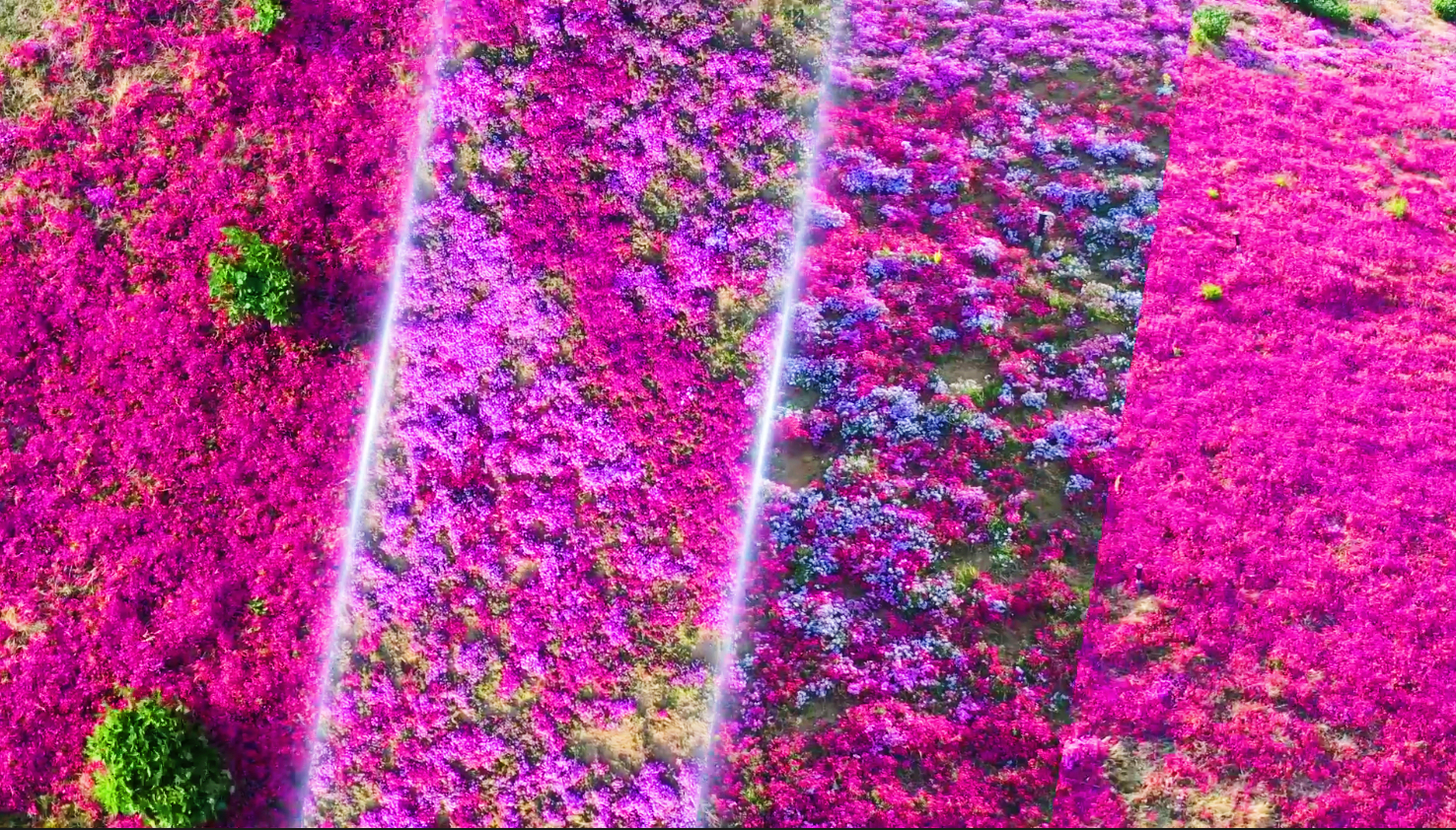 济南牧牛山福禄考花海绽放！