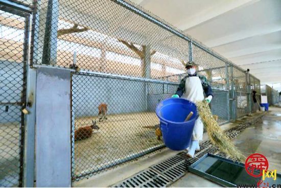 袋鼠饲养员：细心呵护，给它们一个温暖的家