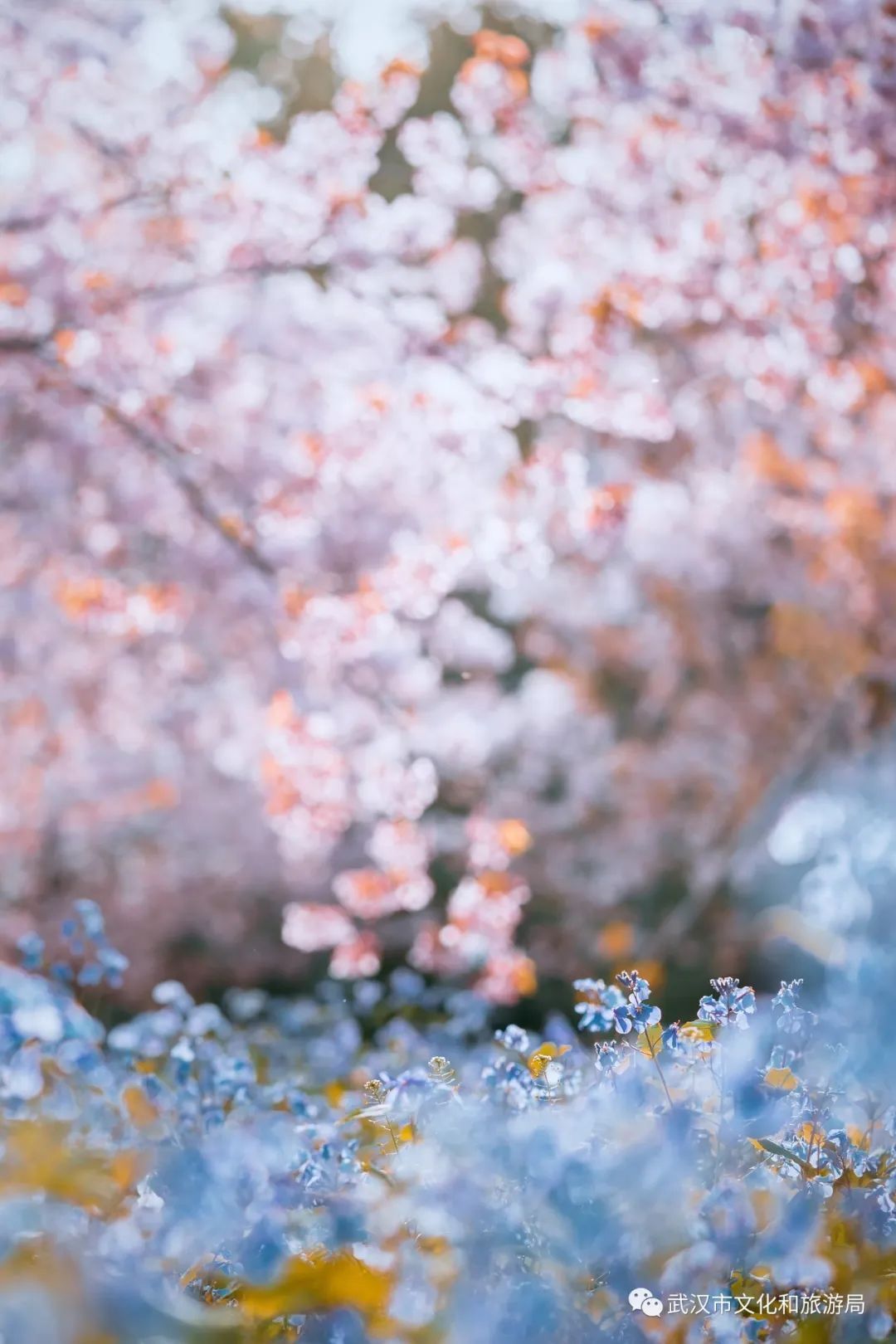 武大内、东湖畔！樱花开了！