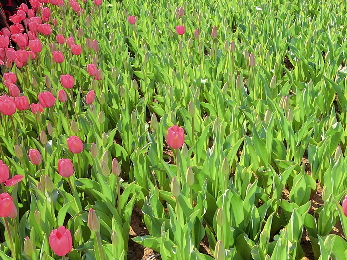 春暖花开！“种草”济南市区网红赏花点