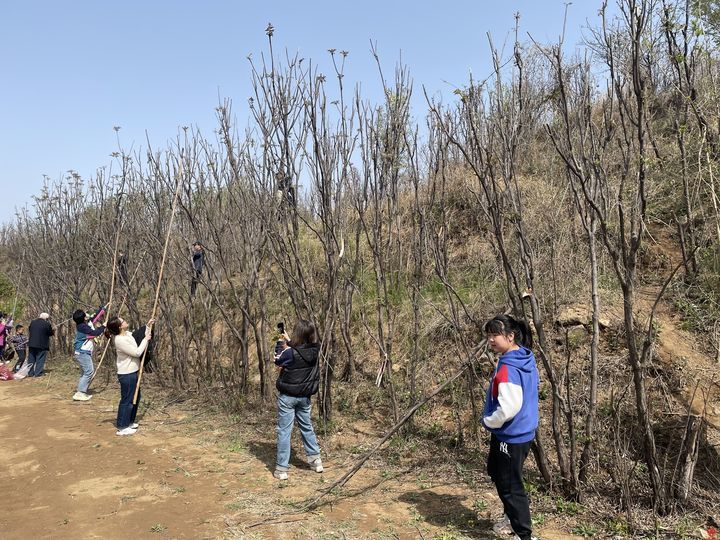 采“椿”食春味 历城区港沟街道马家村第一届香椿采摘节开幕