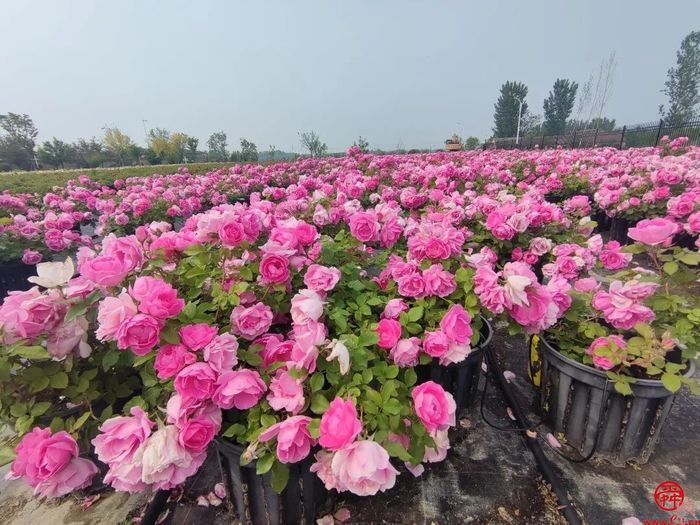 槐荫半马倒计时4天｜玫瑰盛开百合香，最美赛道打造文旅新IP