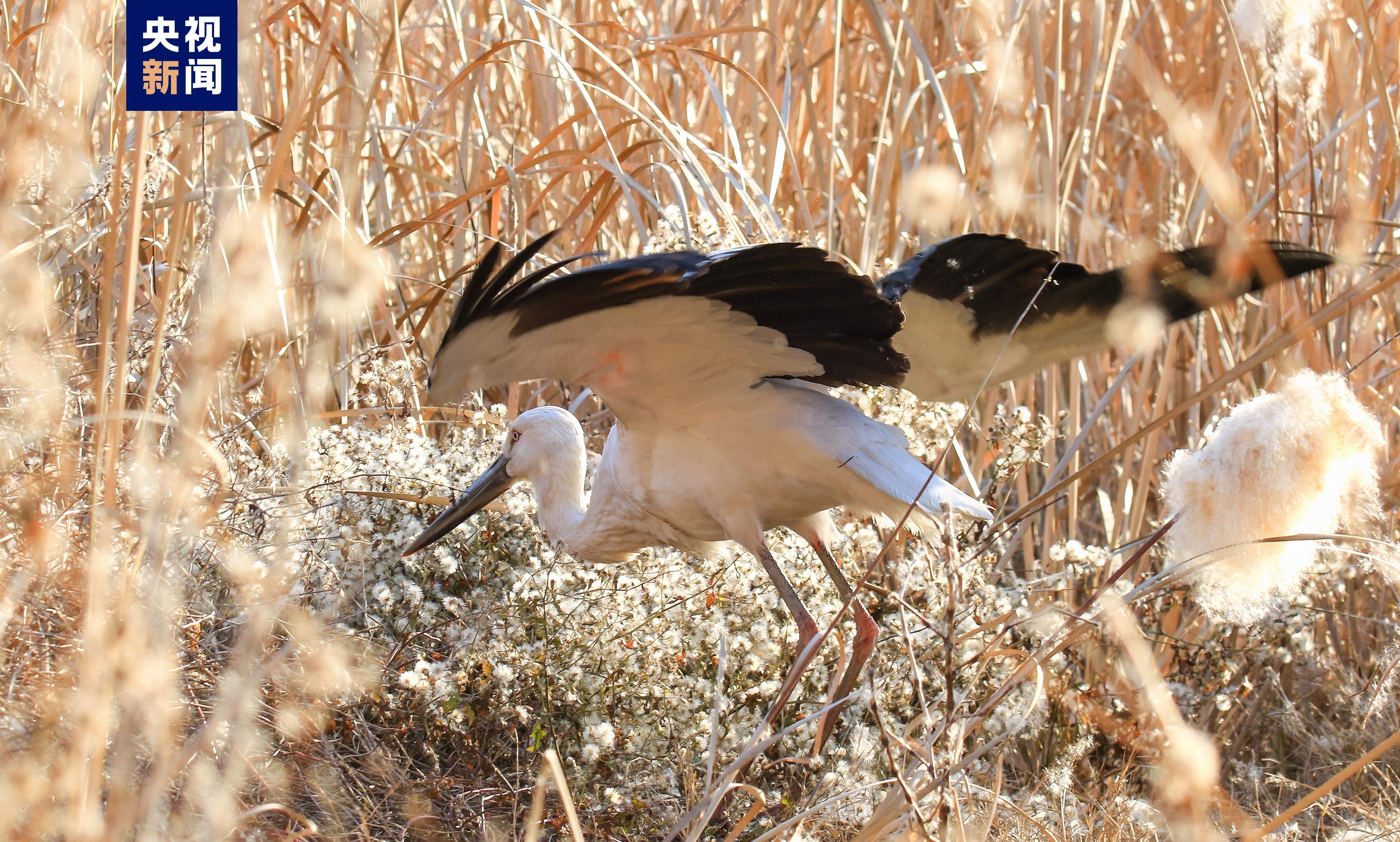 国家一级重点保护鸟类东方白鹳首次现身甘肃陇南