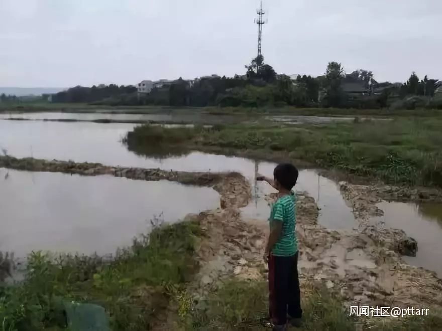 熊孩子毒死了千斤小龙虾 ！吃货和虾农一起在哀嚎……