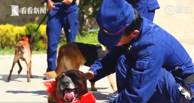 【无言的战士】退役搜救犬扒训导员衣角不愿离开 希望退休后好好过犬生
