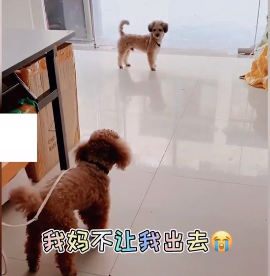 可爱狗狗排行_世界上10大最意想不到的可爱杂交品种狗狗排名,来看看都长啥样