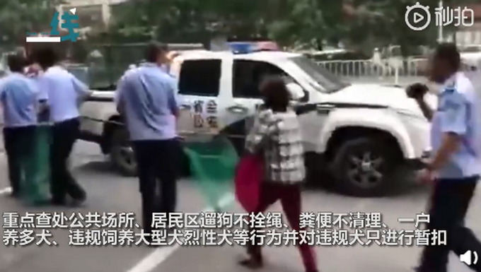 怼得好!女子遛狗不栓绳,狗被抓后倒地哭喊