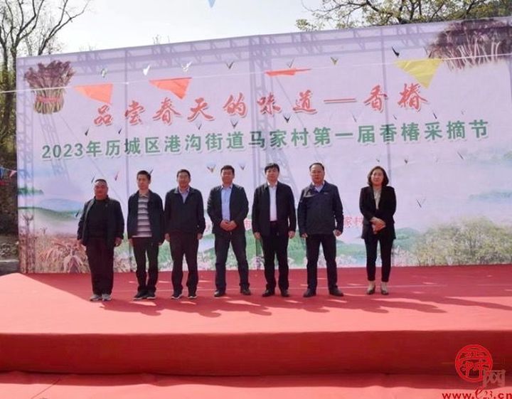 采“椿”食春味 历城区港沟街道马家村第一届香椿采摘节开幕