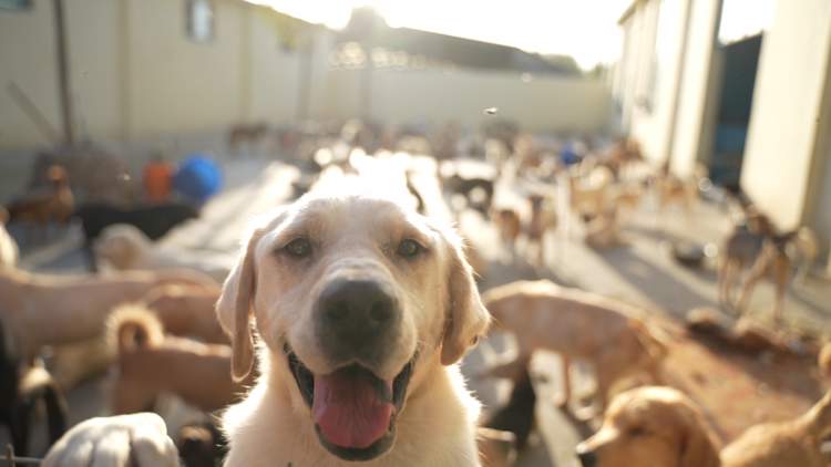 一人，十年，两千只流浪狗，她与它们在同一屋檐下共处