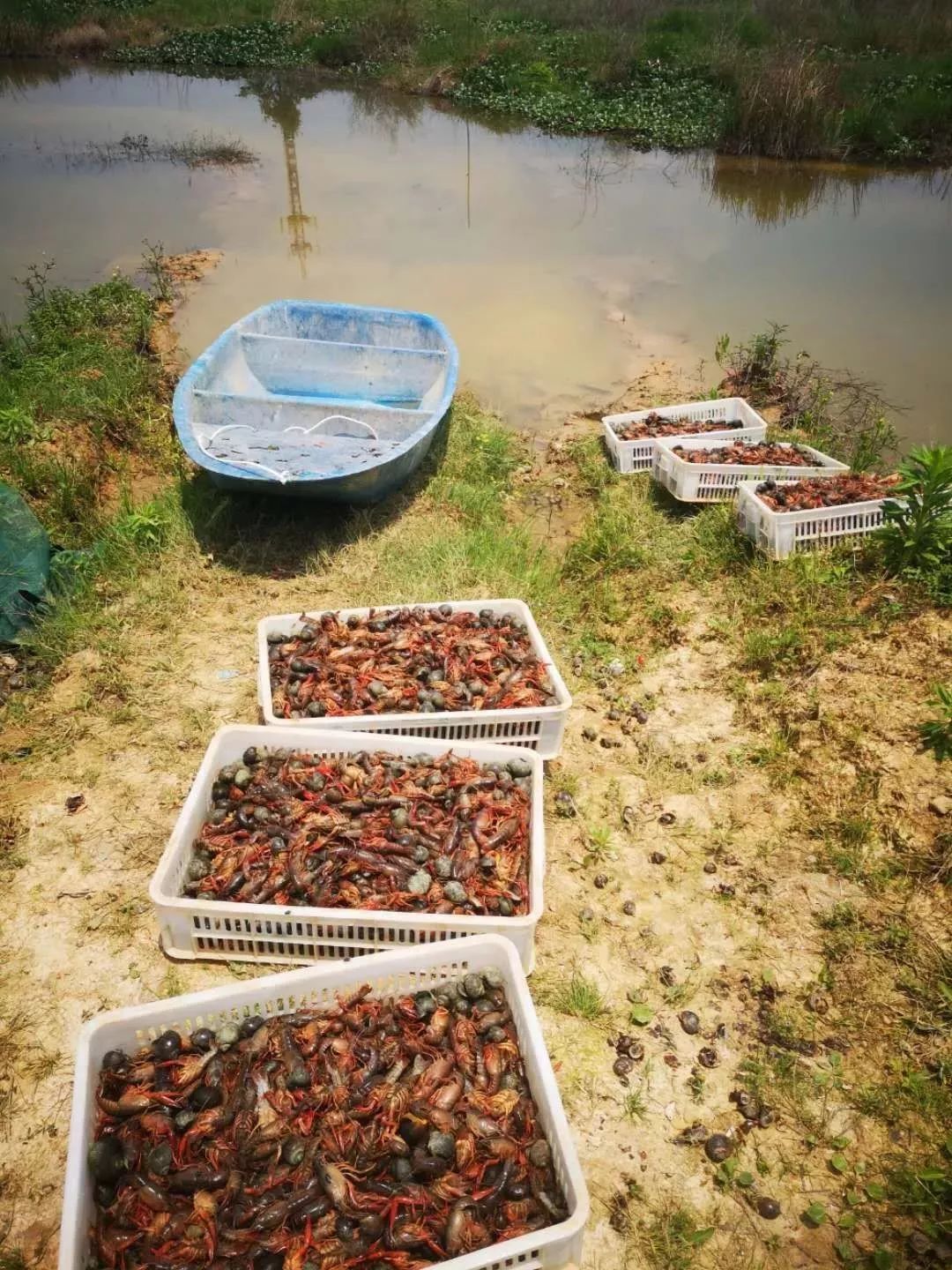 熊孩子毒死了千斤小龙虾 ！吃货和虾农一起在哀嚎……