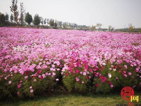 渣土山废弃地变身网红打卡地 济南市园林和林业绿化局精心打造11处花海景观