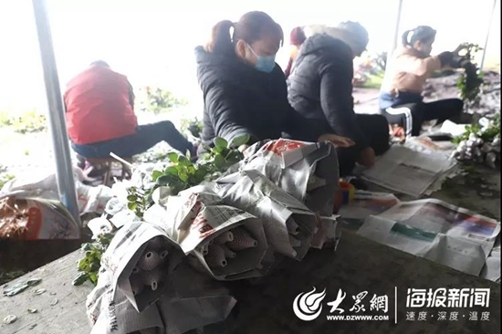 新春走基层：179万阅读量！17万订单！300万枝招贤玫瑰售出！