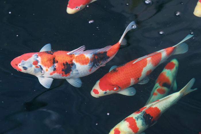 【村村有好戏】在槐荫，锦鲤“游”出产业发展新图景