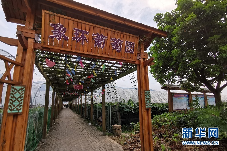 一串“富裕果” 串起农民的小康生活梦