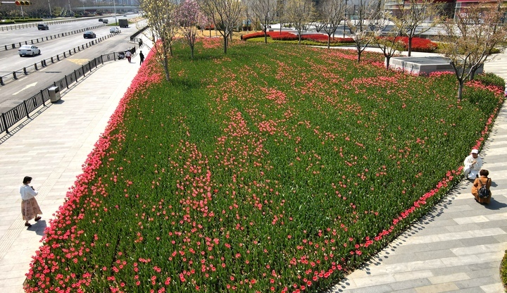 济南经十路旁郁金香花海将迎来盛花期