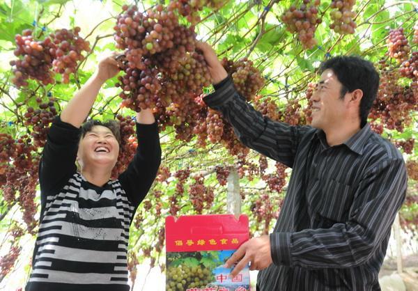 硕果累累！第34届中国大泽山葡萄节今日开幕