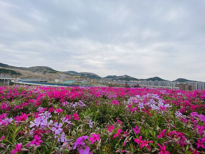 春来满城景打卡济南粉色花海网红地