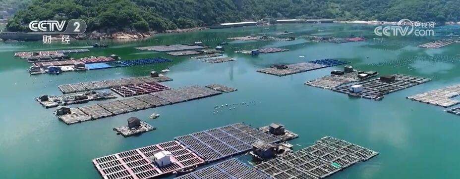 “海洋牧场”迎来丰收季 100多万条石斑鱼抢“鲜”上市