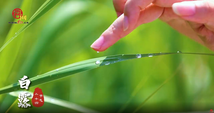 好客山东 好品山东｜露水不白，为什么要叫“白露”？