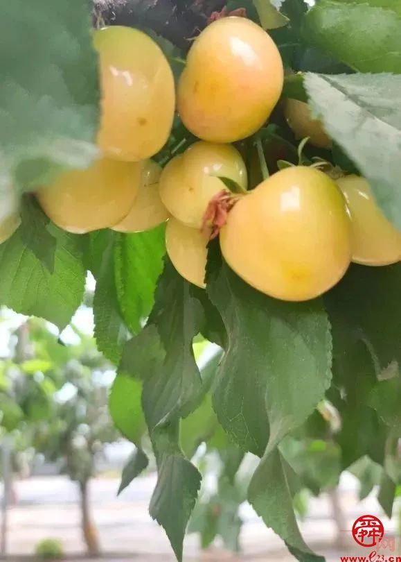 来自济南的樱桃“食”光 品舌尖上那一丝初夏的味道